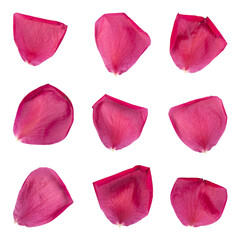 Collection of rose flower petals isolated on transparent background