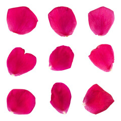 Collection of rose flower petals isolated on transparent background