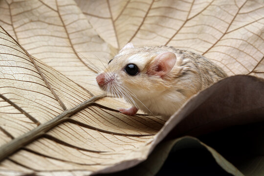 Close-Up of a gerbil on a leaf, Indonesia