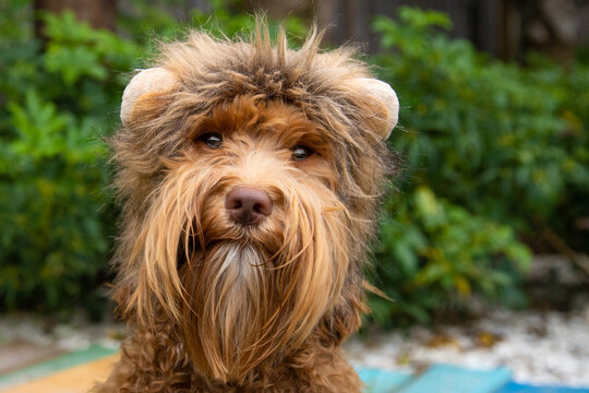 Portrait of a Mini labradoodle dressed in a lion costume in the garden