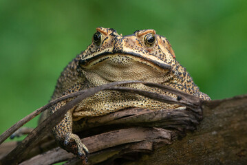Close up of an asian common toad Duttaphrynus melanostictus with bokeh background 