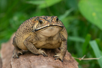 Close up of an asian common toad Duttaphrynus melanostictus with bokeh background 