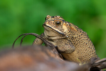 Close up of an asian common toad Duttaphrynus melanostictus with bokeh background 