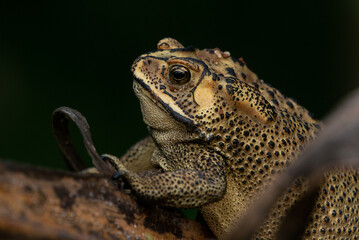 Close up of an asian common toad Duttaphrynus melanostictus with black background 