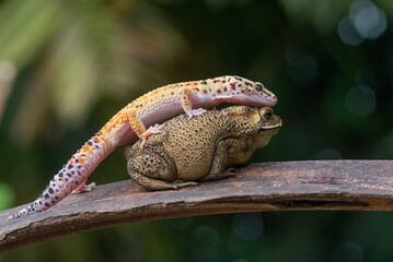 Leopard gecko and asian common toad together on a branch with bokeh background