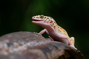 A cute yellow leopard gecko posing on a chunk of wood with bokeh background 
