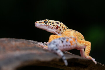 A cute yellow leopard gecko posing on a chunk of wood with black background 