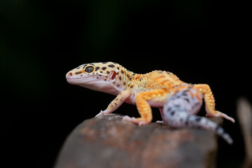 A cute yellow leopard gecko posing on a chunk of wood with black background 