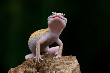 A cute yellow leopard gecko posing on a chunk of wood with black background 