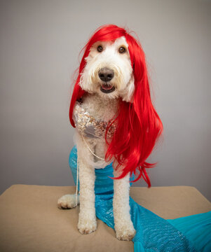 Portrait of a golden doodle dressed as a mermaid with long red hair