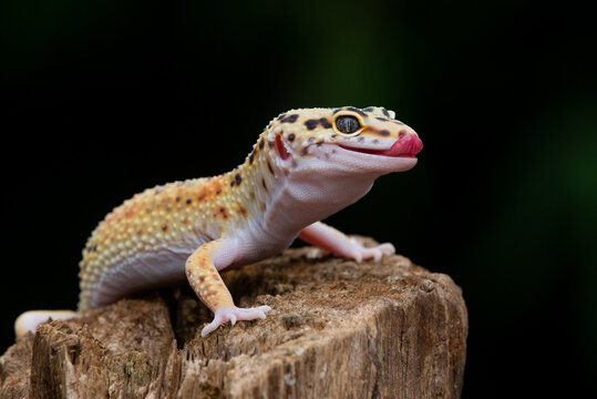 A cute yellow leopard gecko posing on a chunk of wood with black background 