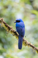Turquoise Jay from the forest of Ecuador