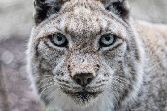 Lynx looking at camera