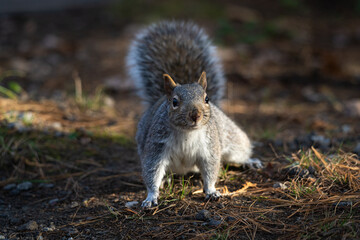 squirrel in the park