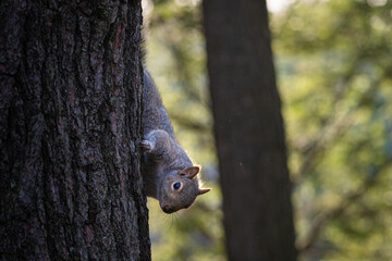 squirrel on tree