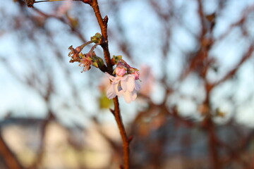 初冬に咲くピンクの花