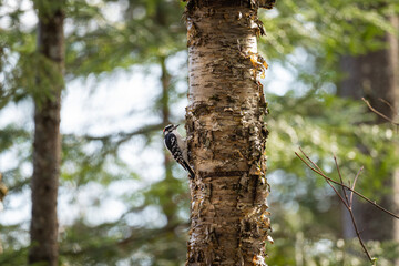 woodpecker on tree