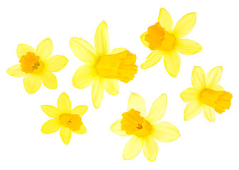 Collection of yellow bright narcissus flowers isolated on a white background. Daffodil flowers.