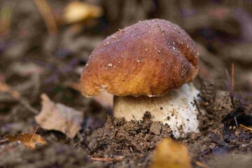 junger steinpilz am waldboden