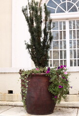 Fototapeta na wymiar Large Outdoor Potted Plant, Fir Tree and Flowers