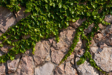 composition brick wall covered in green ivy trunk of dry wood