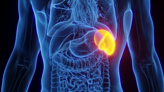 3D rendered medical animation of a healthy man's spleen.