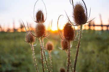 beautiful dry thistle flower at sunset