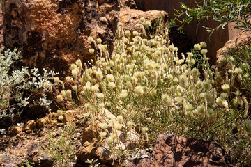 After a good rainy season outback Queensland is covered in fluffy pink or white mulla mulla flowers (Ptilotus Exaltatus) also known as lamb's tail or foxtail.