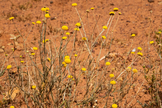 Yellow Billy Button flowers, craspedia glauca, an outback Queensland, Australia wildflower from the daisy family Asteraceae. There are also known as woollyheads or drumstick flowers.