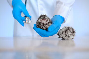  small hedgehogs in the hands of a veterinarian in blue gloves on a white table .hedgehog health....