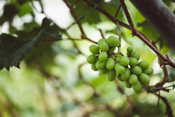 Green grape growing in organic farm