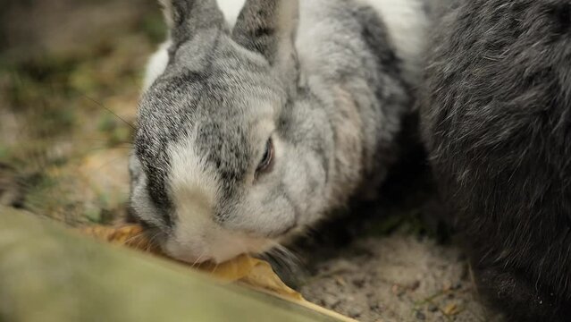 rabbit chews a leaf. rabbits eat fluffy gray rabbit.Farm animals. High quality 4k footage