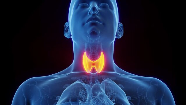 3d rendered medical animation of human male's thyroid gland.
