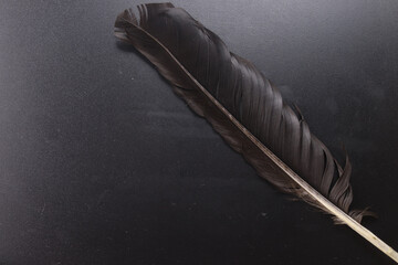 bird feather standing on chalkboard