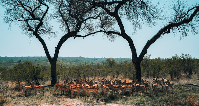 Impala antelope group, Kuger National Park safari in South Africa, African continent