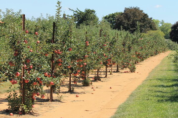 ripe apples alley