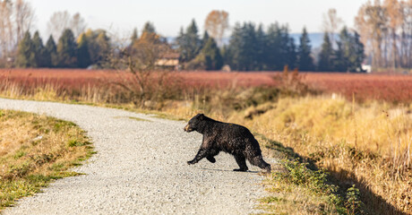 Bear in British Columbia Canada. Running bear on the park road in autumn sunny day.