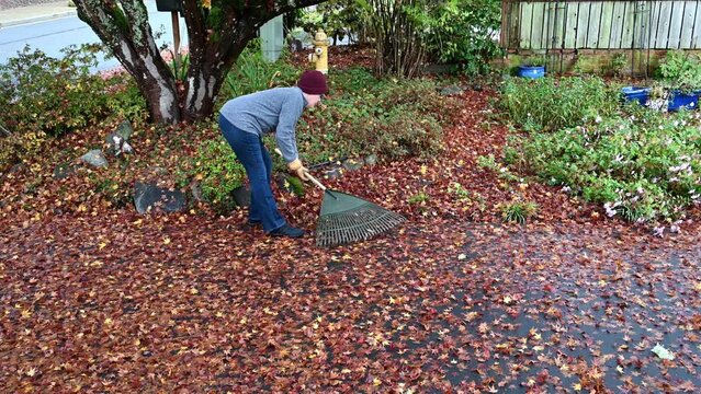 Middle aged woman raking up wet fallen maple leaves off a residential driveway
