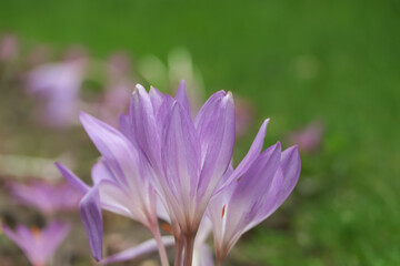 Fototapeta premium Beautiful autumn crocus flower growing outdoors, closeup