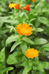 Beautiful colorful calendula flowers growing in garden