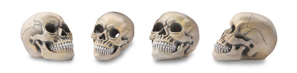 Set with models of human skull on white background. Banner design