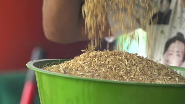 ORYZA SATIVA, close-up video. Adult male hands load rice into the rice milling machine.	