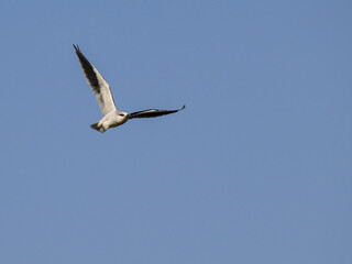 Black-winged Kite flying against blue sky