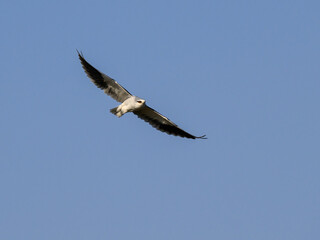 Fototapeta premium Black-winged Kite flying against blue sky