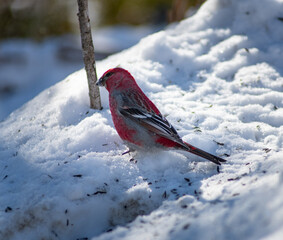 A Red Winter Bird Seeking Food