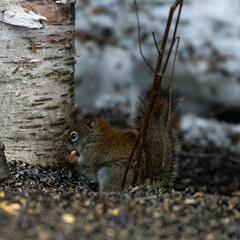 A Squirrel Stealing Birdseed