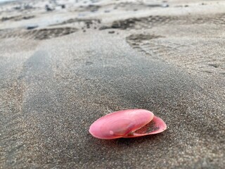 Pink sea shell on beach