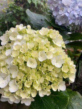 White hydrangea