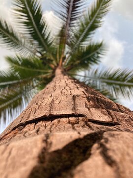 Closeup of palm tree trunk