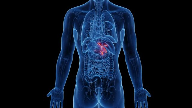 3d rendered medical animation the gallbladder and biliary tree of an adult male.